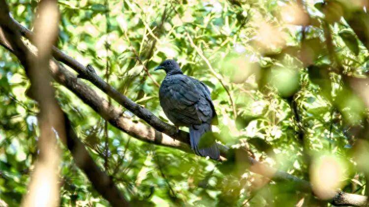皇冠足球平台代理申请
_百年罕见!首次在上海被目击皇冠足球平台代理申请
,有人专门从北京“打飞的”赶来