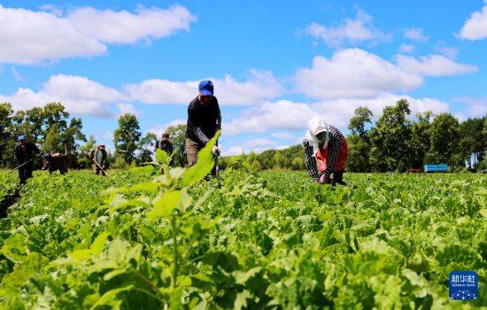 皇冠信用开户
_立秋农事正当忙
