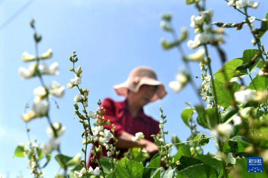 皇冠信用开户
_立秋农事正当忙