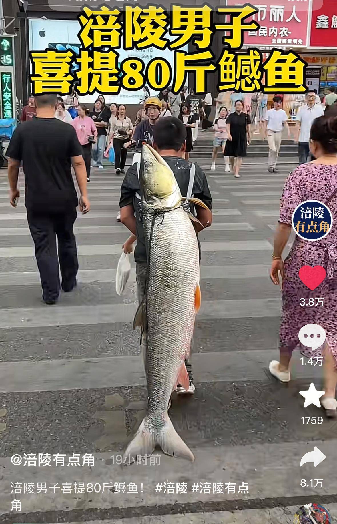 皇冠代理网 | 重庆一男子钓上79斤鳡鱼后皇冠代理网,背着鱼在闹市当“显眼包”穿行20分钟,本人:有1.64米长