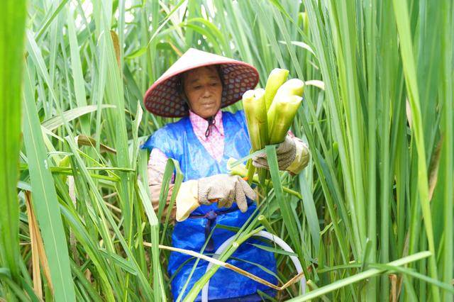 成县:山海协奏“茭”响曲 | 法国乙组联赛