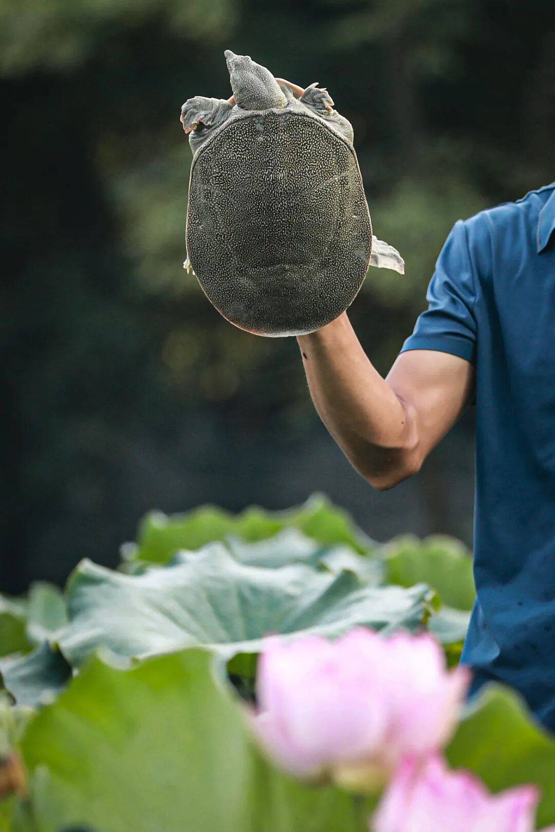 皇冠信用網如何申请_这种丑到爆的鱼皇冠信用網如何申请,为啥成了武汉人吃宵夜的顶配?