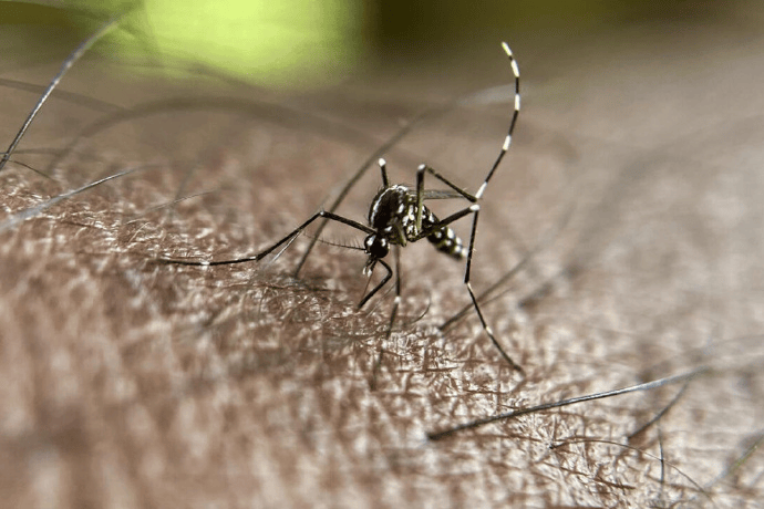 皇冠信用盘庄家_巴西蚊子工厂准备投产：每周生产1.9亿只蚊子