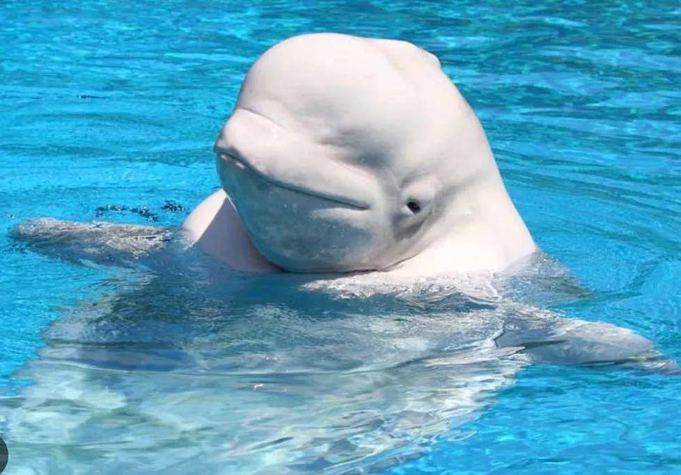 怎么注册皇冠信用网_宁愿全部安乐死怎么注册皇冠信用网,也不给中国?加拿大养不起30头白鲸,中国愿接手,然而...