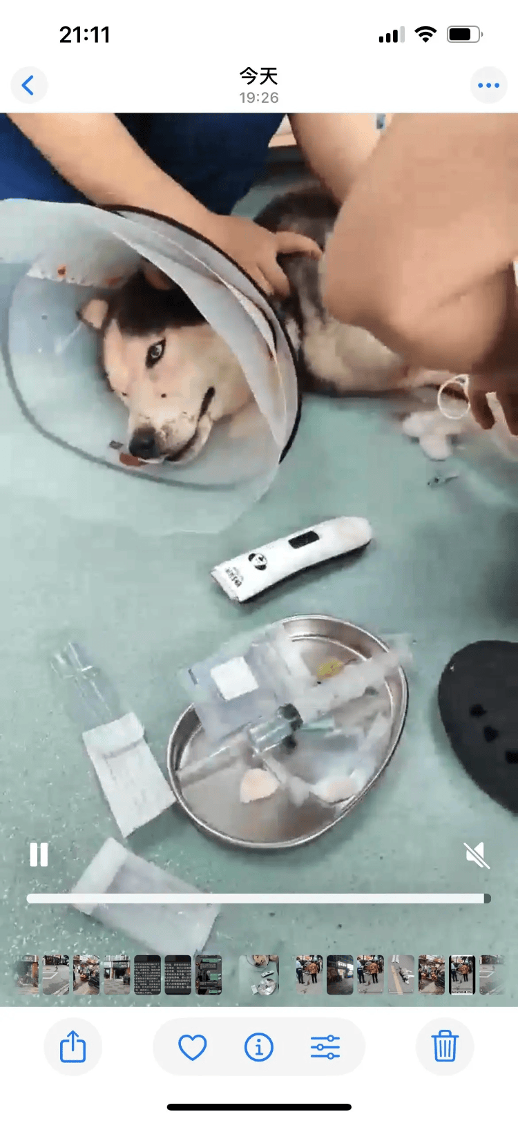 皇冠信用網结算日_成都一商店老板砍伤流浪哈士奇后信息被挂网上皇冠信用網结算日,街道办:他家鸡被咬死,自己也被咬伤