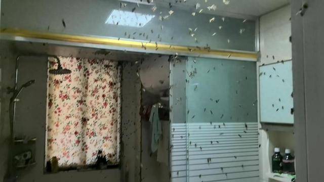 皇冠信用网代理
_惊皇冠信用网代理
!空置两个月的房子竟被蜜蜂当成了 “豪华别墅”