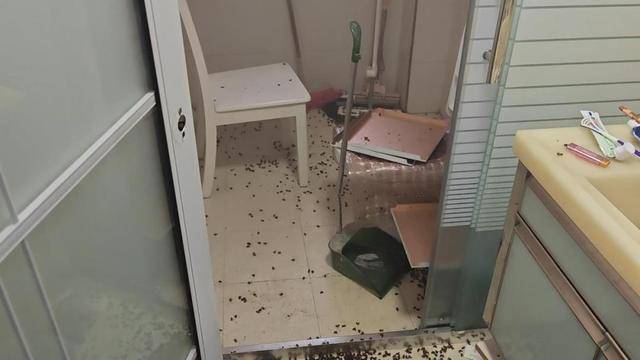 皇冠信用网代理
_惊皇冠信用网代理
!空置两个月的房子竟被蜜蜂当成了 “豪华别墅”